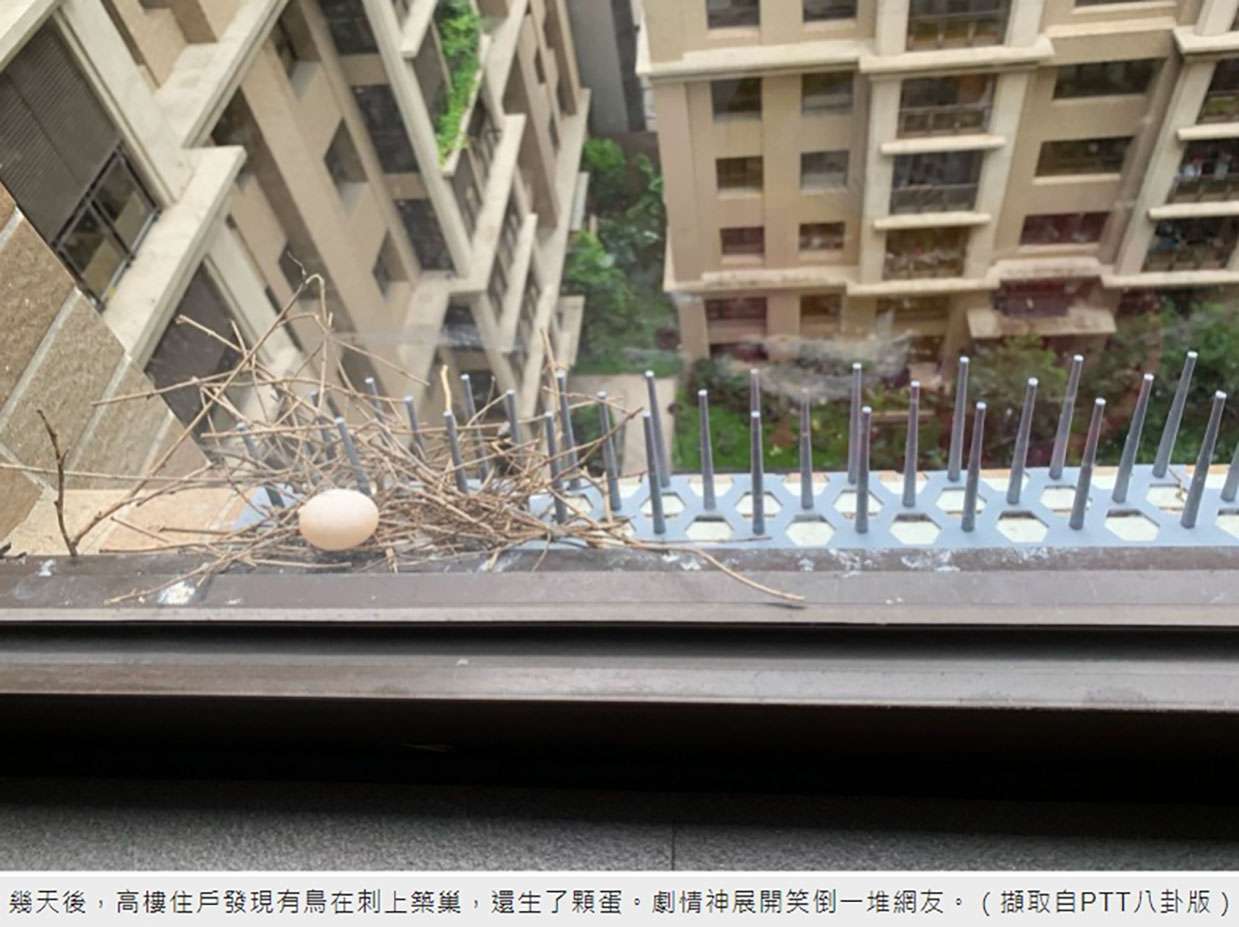 防鴿 防鳥刺 隱形鐵窗 防鳥網