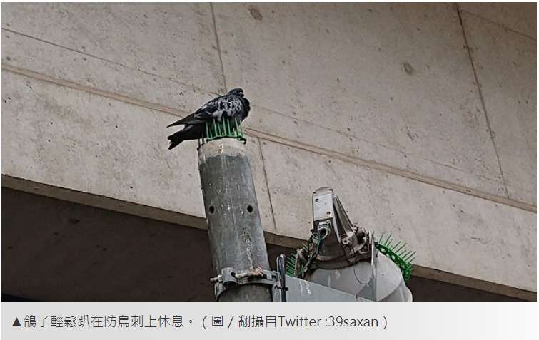 防鴿 防鳥刺 隱形鐵窗 防鳥網