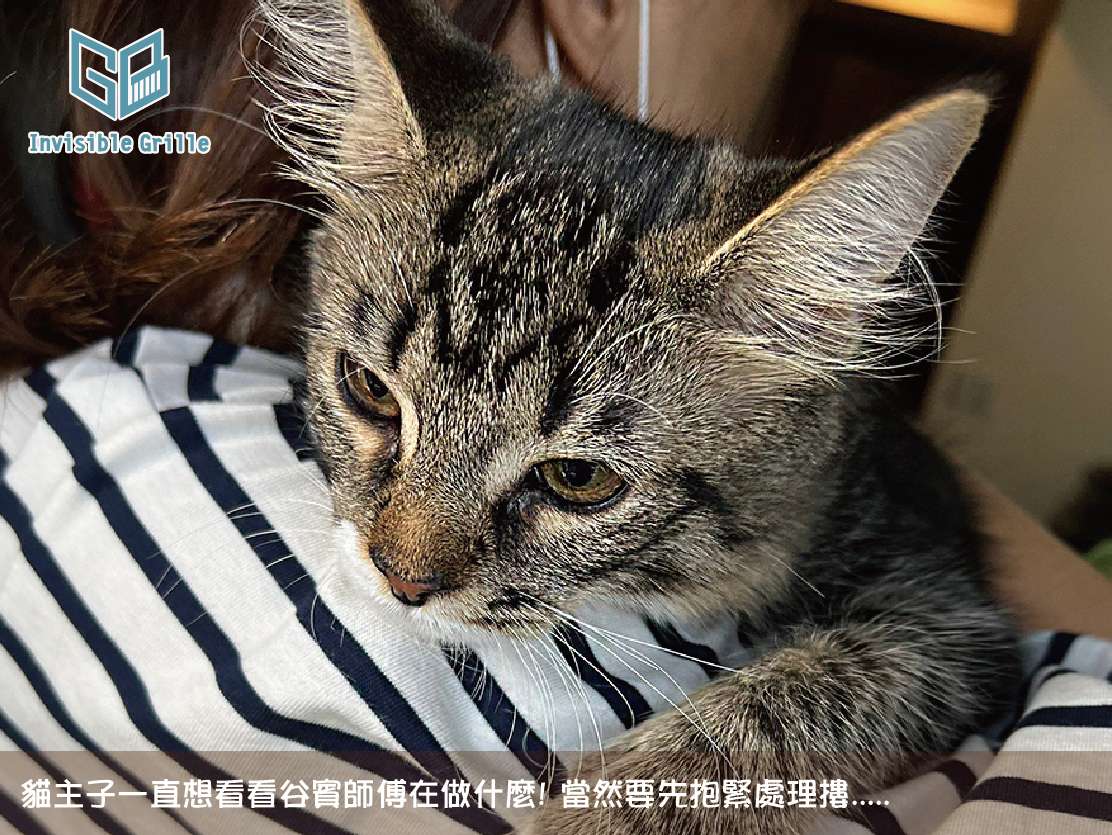 中和陽台防墜網施工前,貓咪先安置於外出籠內