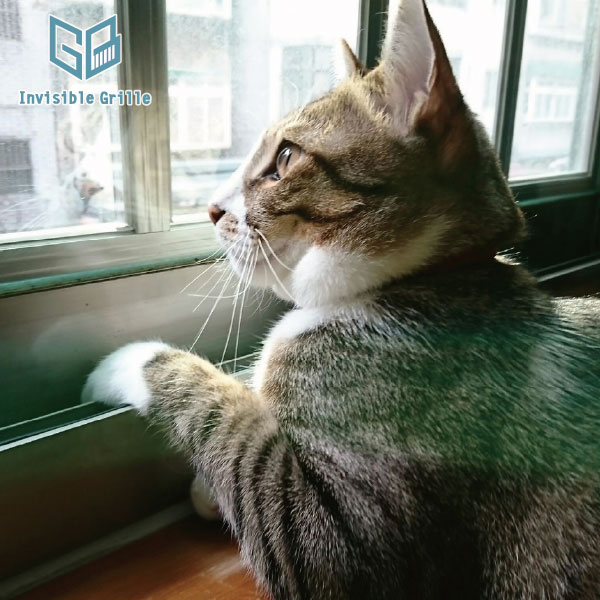 喵星人求放風！剷屎的快放我出去