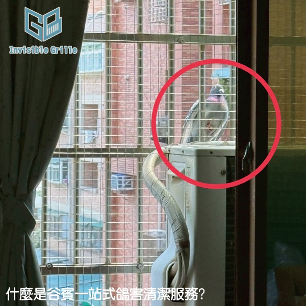 什麼是谷賓一站式鴿害清潔服務?