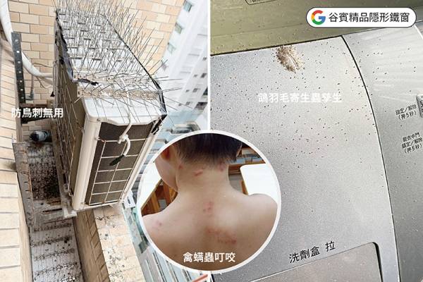 什麼是谷賓一站式鴿害清潔服務?防鳥刺無用,寄生蟲滋長,需要預約谷賓服務